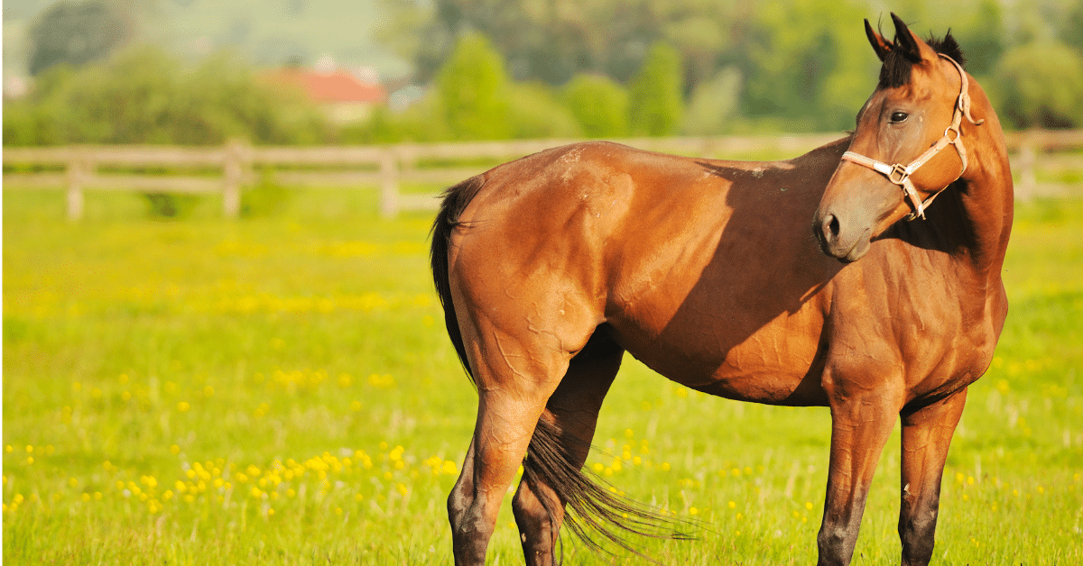 A horse standing in a field