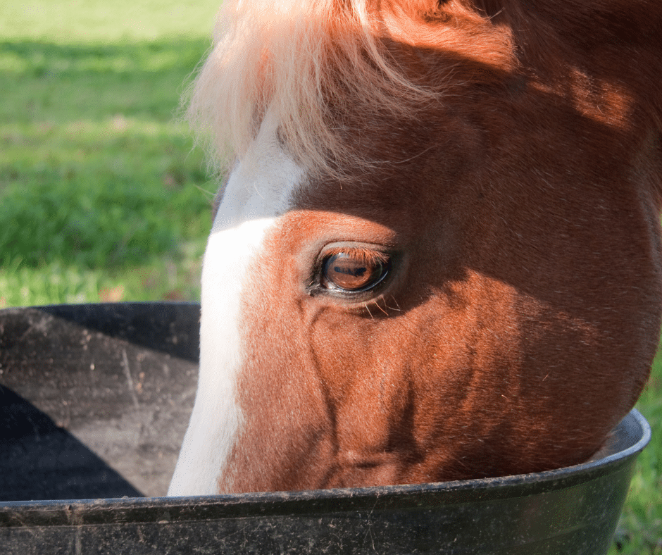 A horse drinking from a bucket