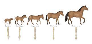 The horse evolution process