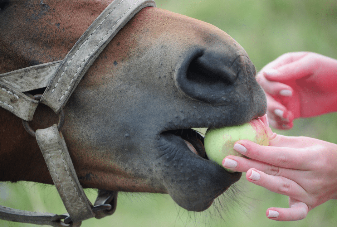 facts about horses