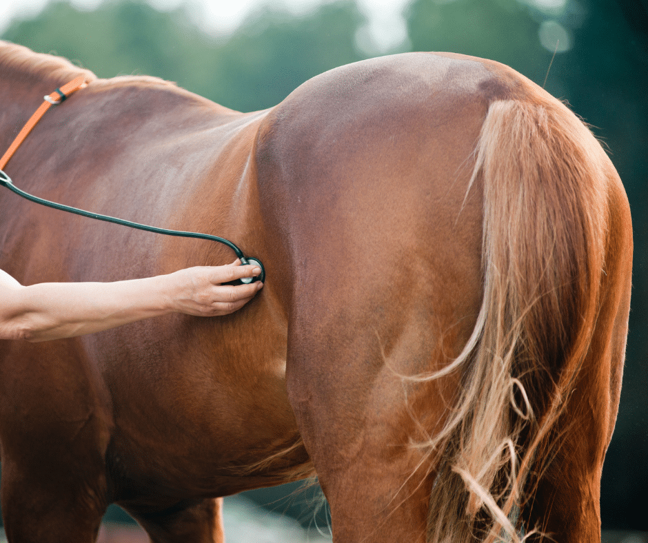 A person using a stethoscope on a horse. 