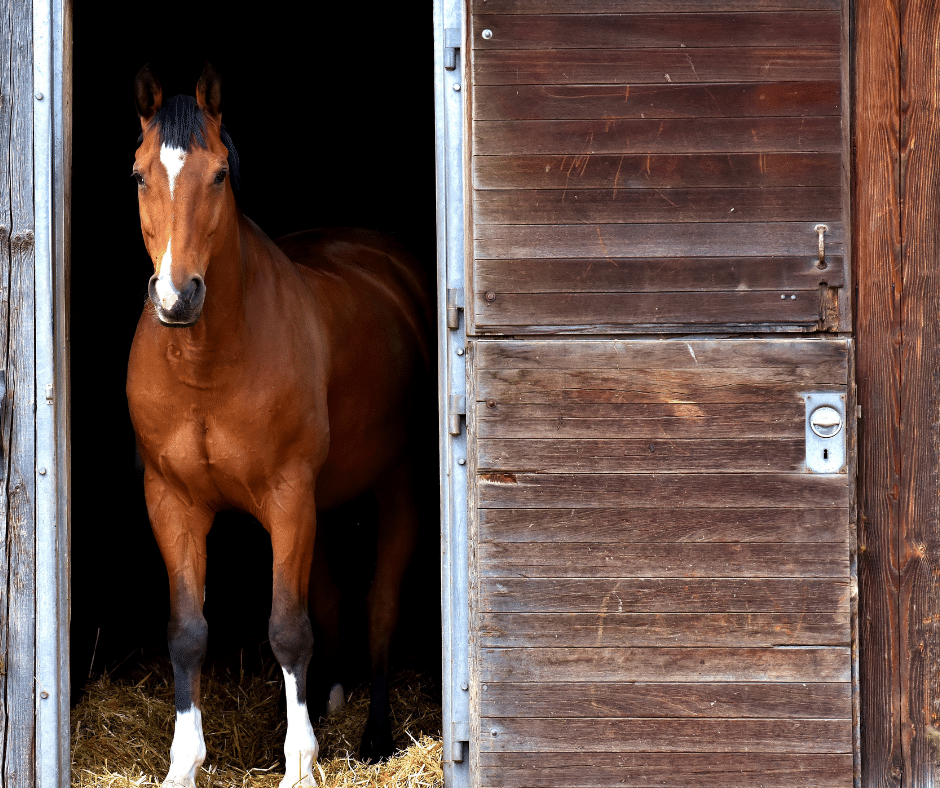 horse standing in a barn doorway