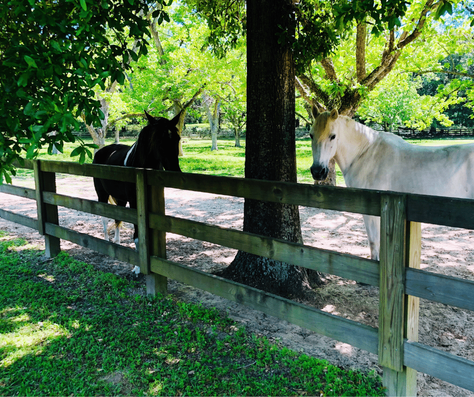 two horses standing under a shaded tree