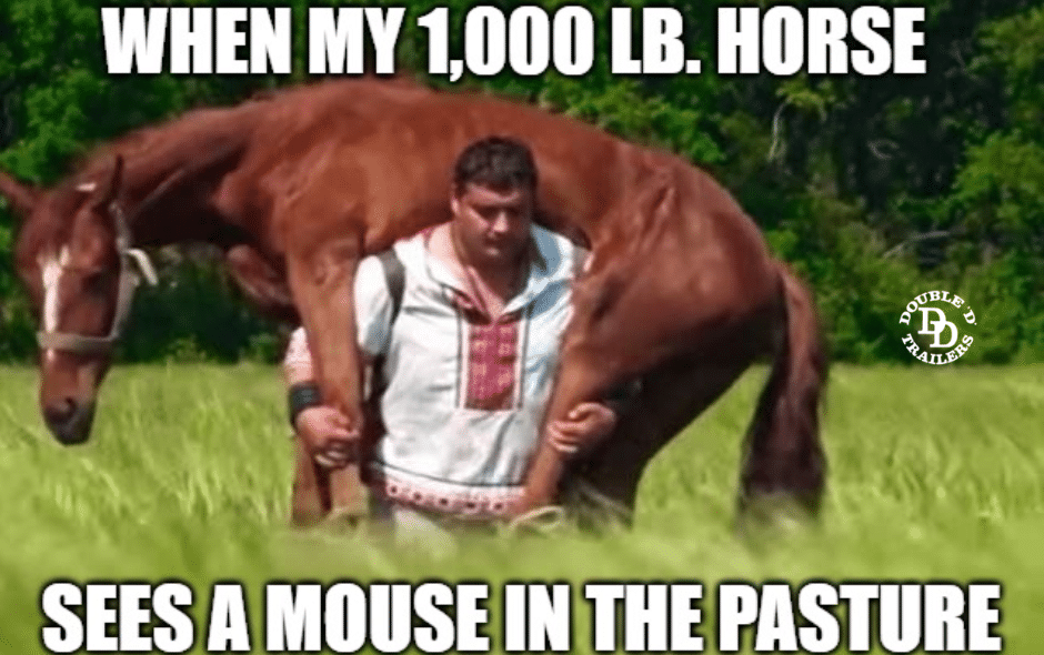 juan horse meme
