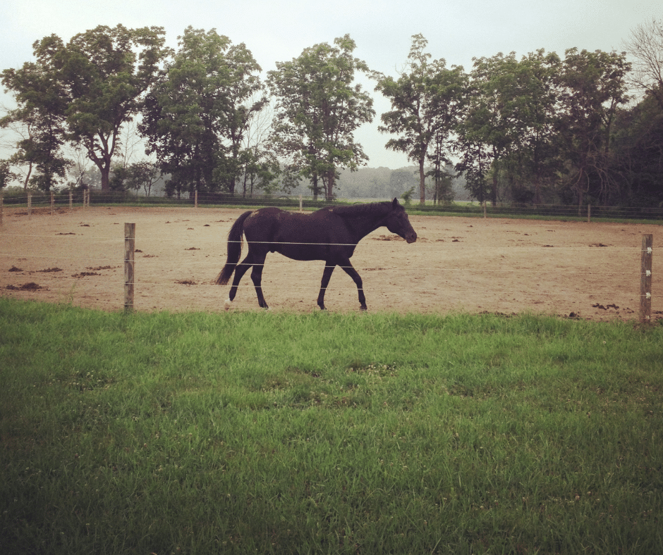 a horse walking the perimeter of a fenced in grassless paddock