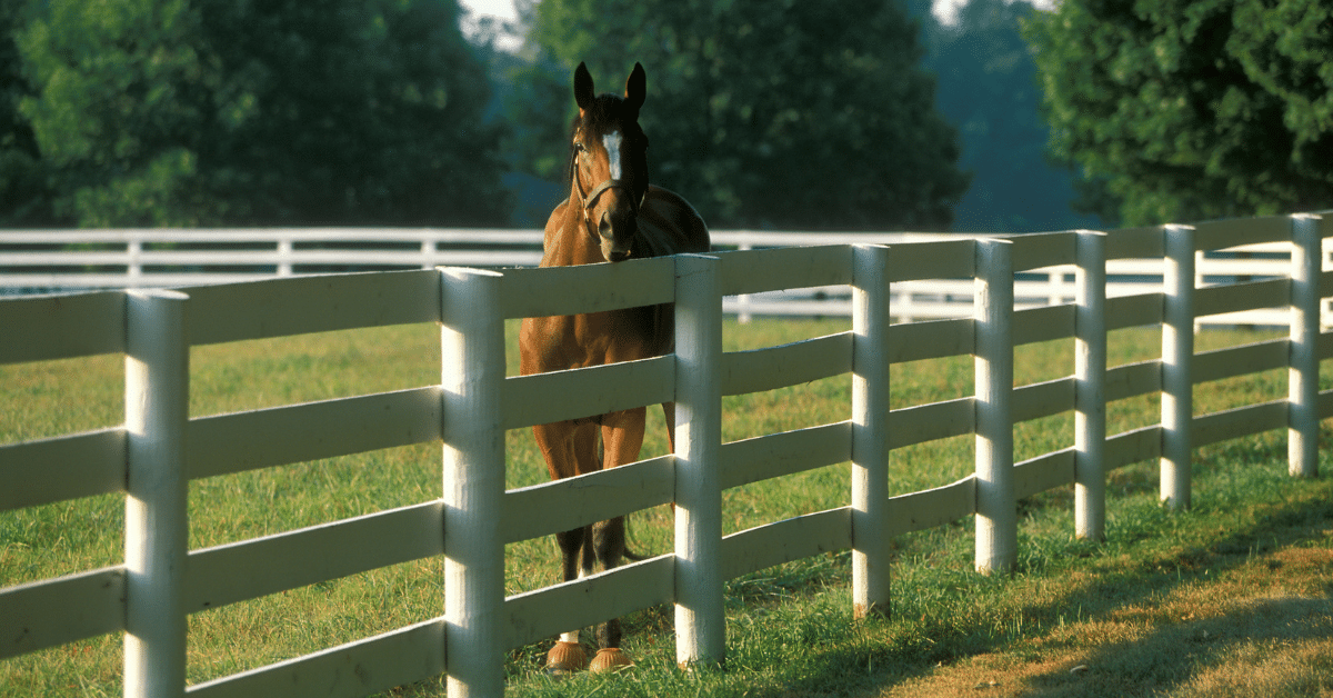a photo of a horse inside of a fenced in grassy area 