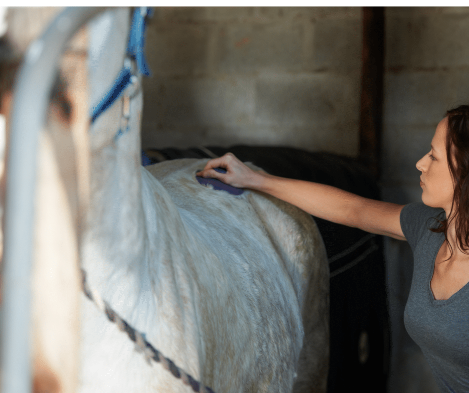 A horse owner brushing out her horses coat. 