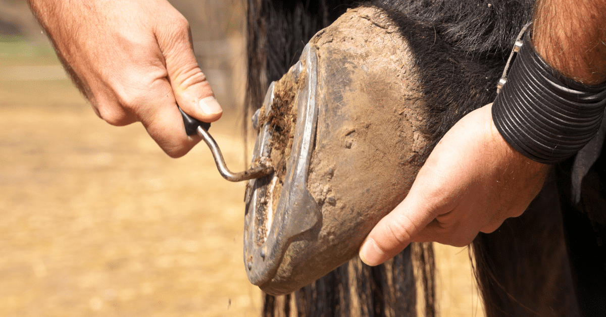 How Often Do Horses Need New Shoes 4Step Process for Shoeing a Horse