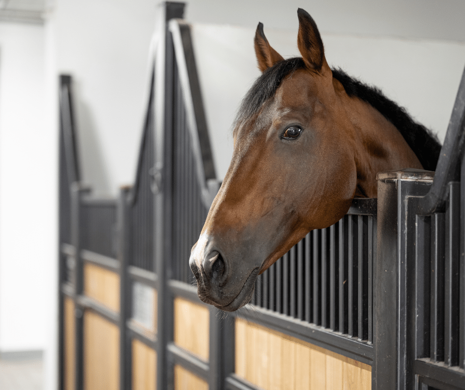 a horse inside of a stall in an indoor boarding facility 