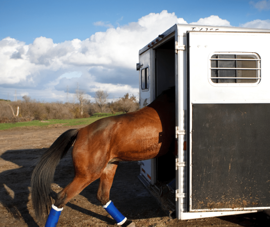 a horse walking onto the back ramp of a horse trailer