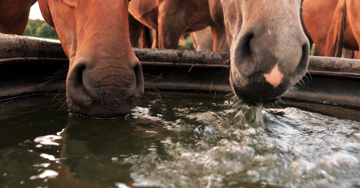 2 horses drinking water from a horse trough