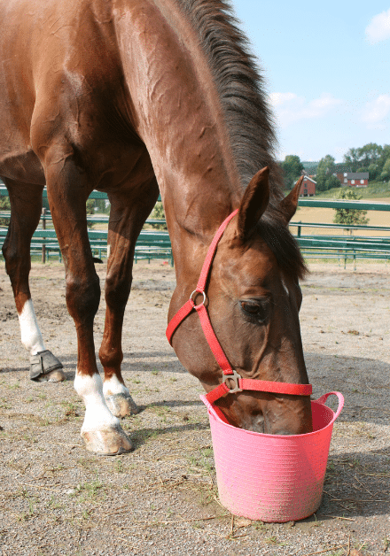 horse drinking out of a pink bucket