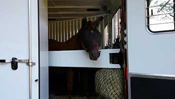 horse in trailer