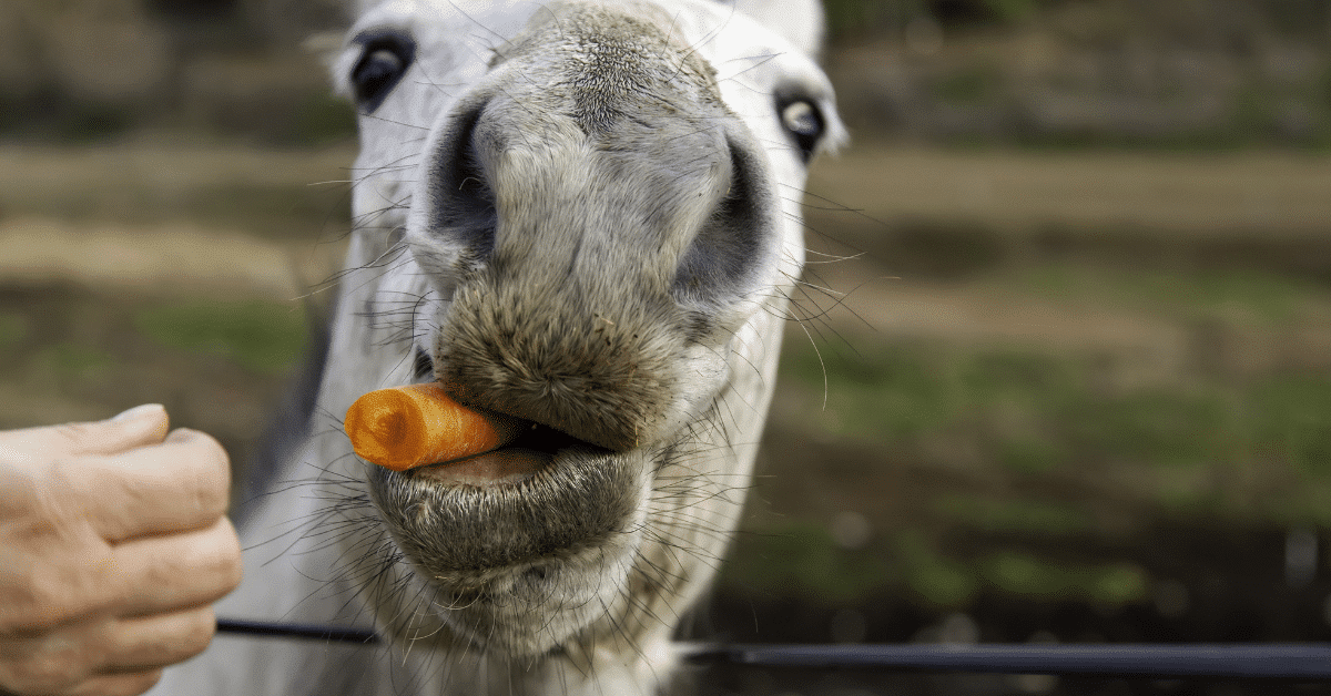 What Do Horses Enjoy Eating? 9 Best Treats for Horses!