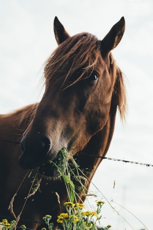 a picture of a horse eating grass