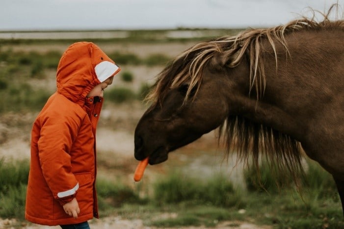 a photo of a young girl feeding a horse a carrot 