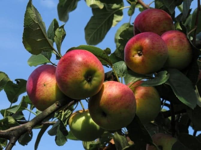 a photo of apples on a tree 