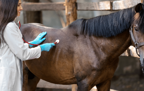 Do I need equine insurance?