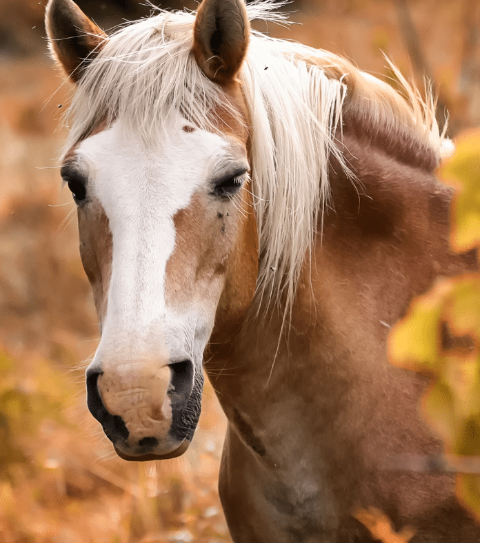 Horse Insurance