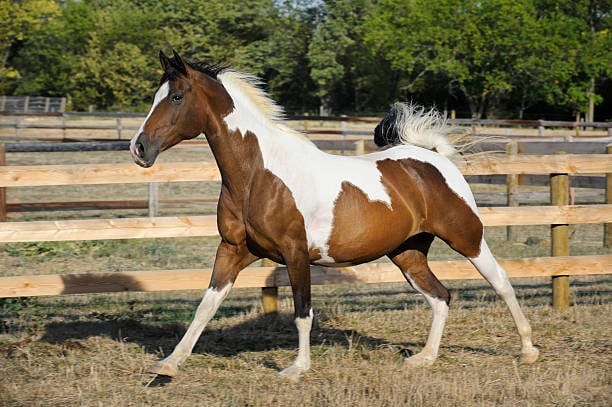bay pinto or bay paint horse