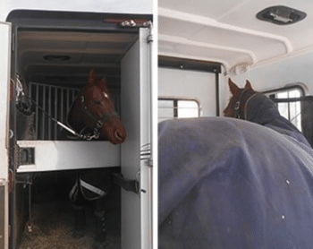 A horse inside of a Double D Trailers Reverse Facing horse trailer. 