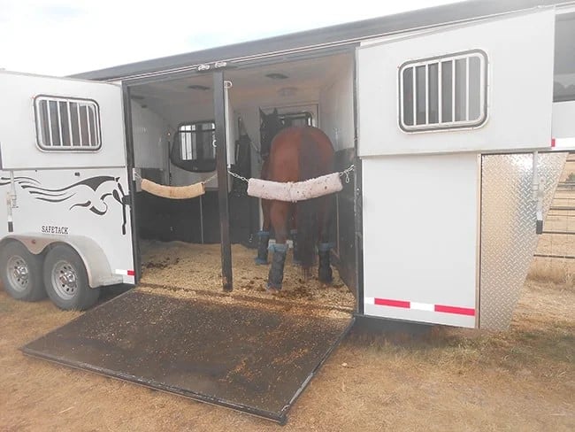 A horse facing backwards inside of a Double D Trailers reverse haul horse trailer.