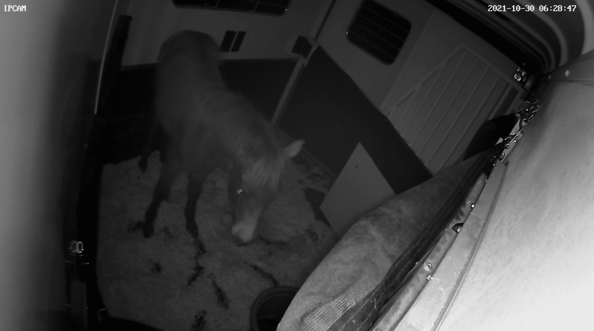 night vision inside horse trailer camera