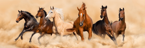 different colors of palomino horses