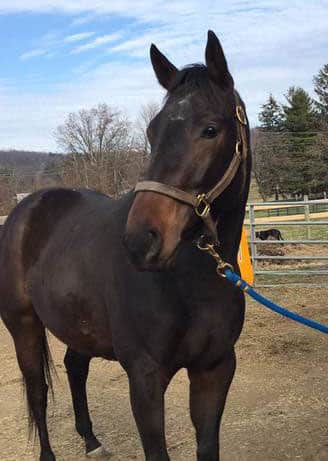 Pa racehorse rehoming pennsylvania