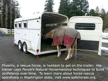 horse rescue