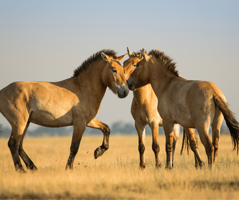 a photo of several Przewalski horses together in a field