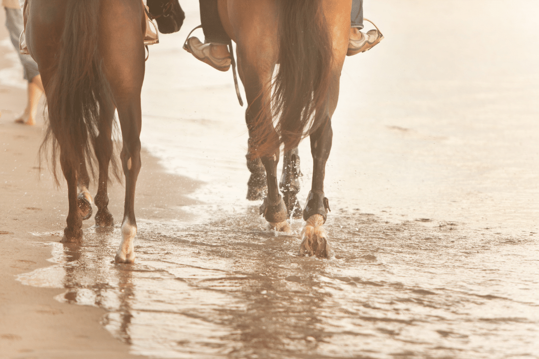 horseback beach riding 