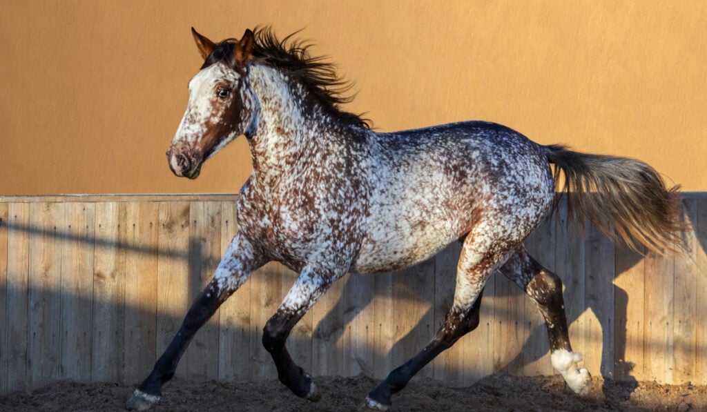 roan bay horse