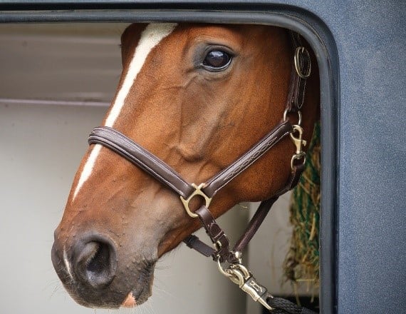 a horse's face inside of a horse trailer