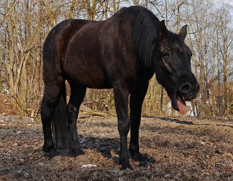 a dark horse outdoors showing signs of shipping fever