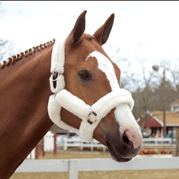 shipping halter