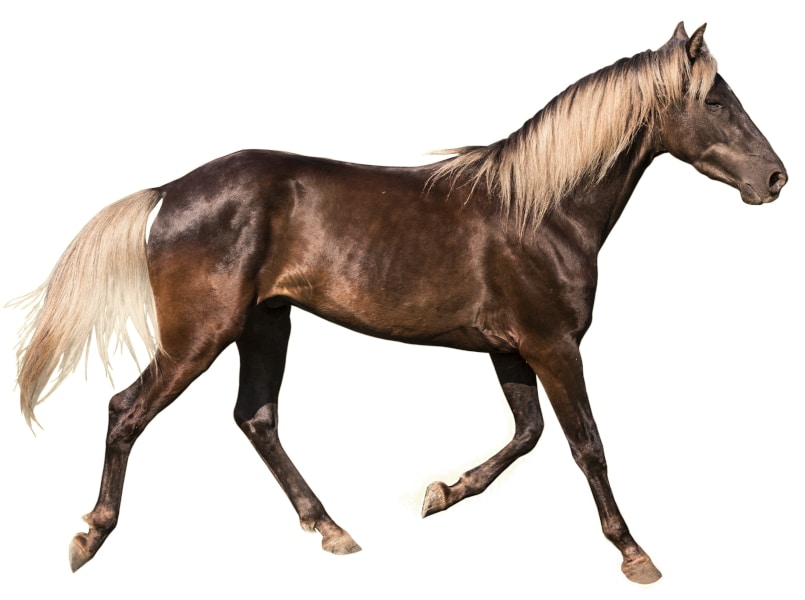 silver bay horse