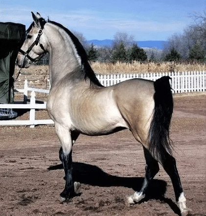 silver buckskin horse