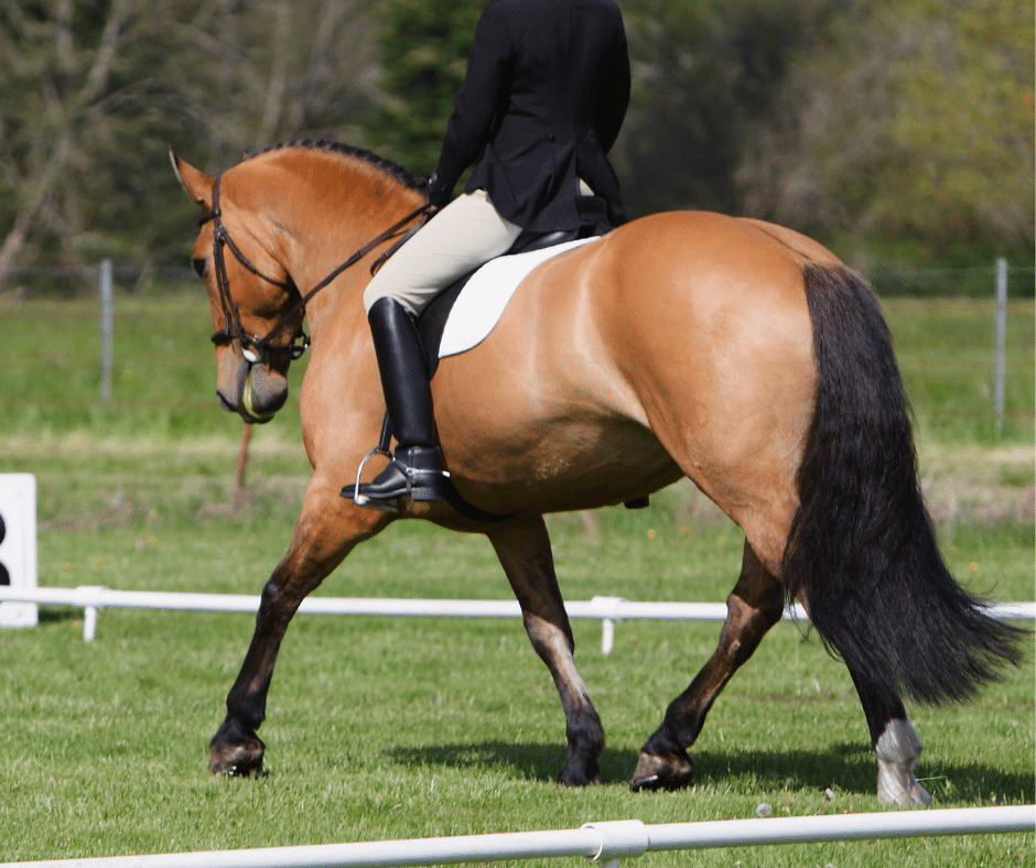 sooty buckskin horse