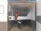 A horse standing inside of a reverse slant horse trailer. 