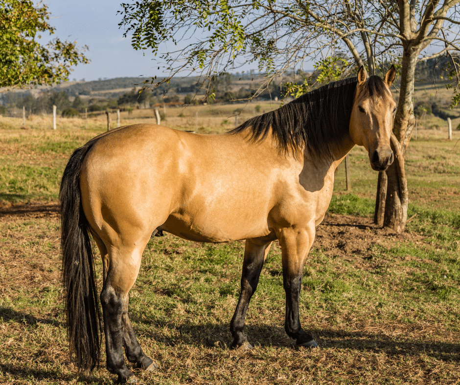 standard buckskin horse