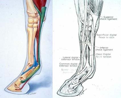 horse leg tendons