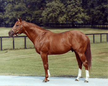 thoroughbred horse