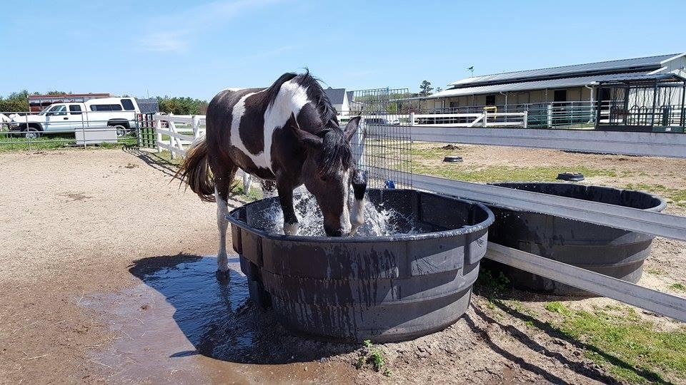 A horse drinking outdoors from a rubber horse trough. 