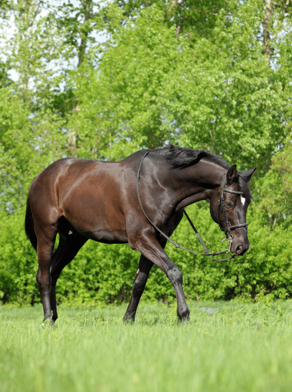 a brown warmblood horse walking through a grass field 