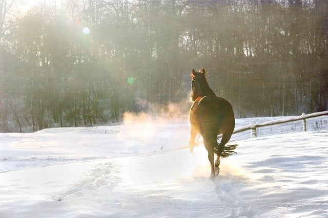 horse trailers winter