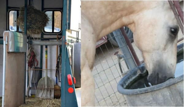 (Left) Make sure hay back is available for your horse and that they have the ability to lower their head to clear particulate matter from their lungs during travel. (Right) Make sure your horse stays well-hydrated during travel.