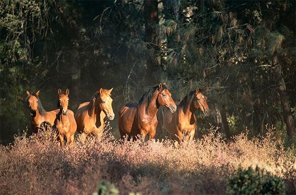 wildhorsesanctuarycalifornia