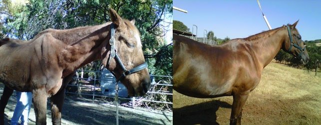 horses honor horse rescue