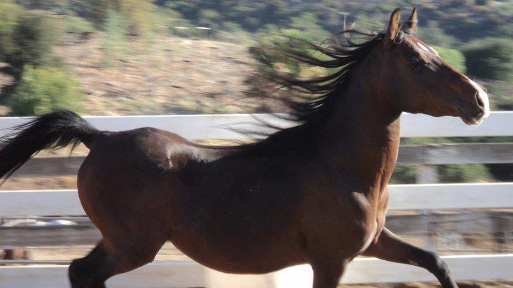 falcon ridge equine rescue